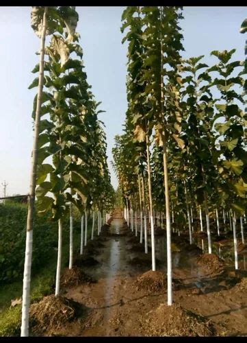 Teak Plant at Rs 105/piece | Teak Plants in Mouda | ID: 26155222548