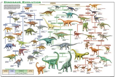 Evolution Of Mammals Chart - Pets Lovers