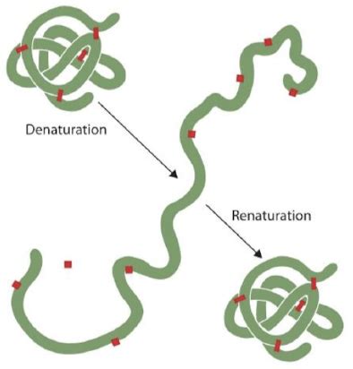 39. Protein denaturation by temperature, acids, salts Flashcards | Quizlet