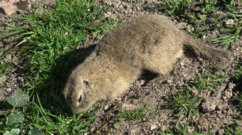 European ground squirrel in natural habitat Spermophilus citellus ...