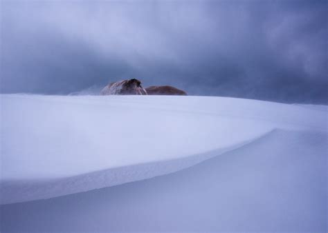 Svalbard winter expedition - Wildphoto winter photography tour by ship