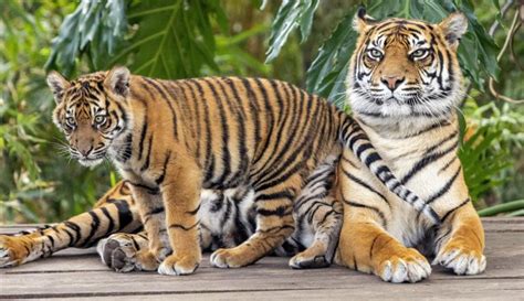 9 Peribahasa Tentang Harimau Paling Populer - Guratgarut.com