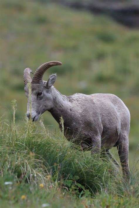 Bighorn Sheep Glacier National Park Montana USA Stock Photo - Image of curve, mammal: 160138644