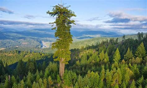 Hyperion: The Tallest Tree in the World - Our Planet