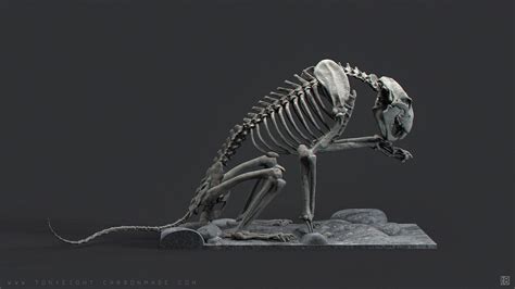 Lion Skeleton - Poses 03, Tony Camehl | Cat skeleton, Animal skeletons, Cat anatomy