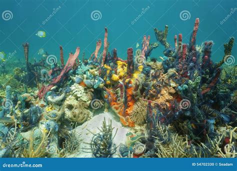 Reef Underwater with Colorful Sponges Stock Photo - Image of reef, sponge: 54702330