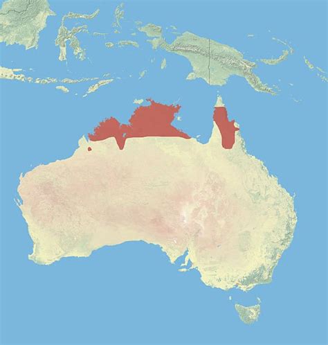 Kangaroo Habitat: Where do kangaroos live? (with map) - Drinking Game