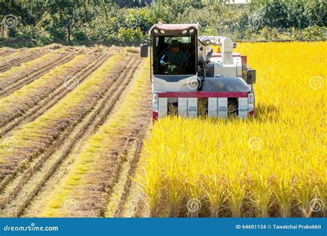 Combine Harvester in Rice Field during Harvest Time. Stock Photo - Image of nature, wheat: 64601134