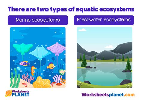 Aquatic Ecosystems for Kids | Science Teachers Resources