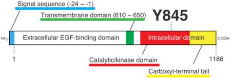 Schematic structure of EGFR. The translational protein product of the... | Download Scientific ...