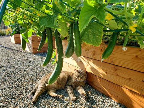 How to Grow and Support Cucumber Plants (Cucumber Trellis Ideas) ~ Homestead and Chill