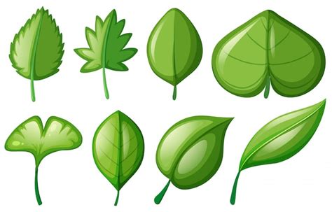 Free Vector | Different shapes of leaves