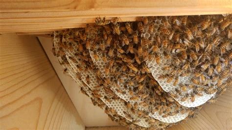 2276 best Bee Hive images on Pholder | Beekeeping, Bee Swarm Simulator ...