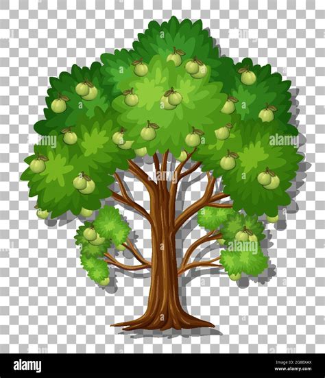 Guava tree on transparent background illustration Stock Vector Image & Art - Alamy