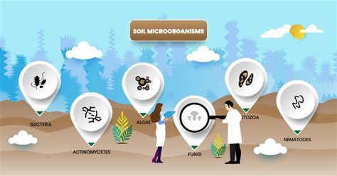 The Role and Relationship Between Soil and Microorganisms