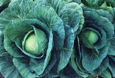 Kale Cabbage Salad Vegetables Free Stock Photo - Public Domain Pictures