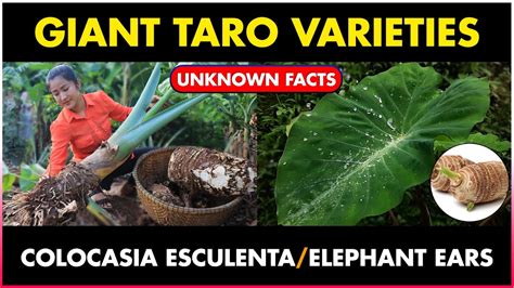 The Giant Taro Plant | Elephant ears plant | Colocasia esculenta plant - YouTube