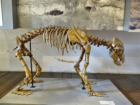 Prehistoric Cave Bear Skeleton