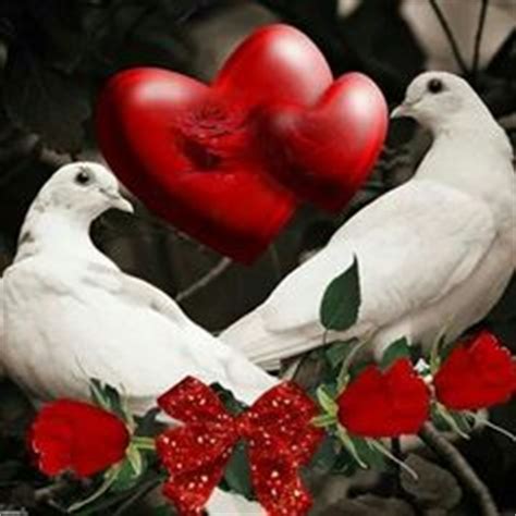 1000+ images about Love Doves on Pinterest | White doves, The dove and ...