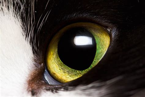 8 Common Eye Problems in Cats - Cat-World