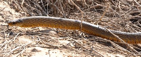 Afghanistan Reptiles « NORTHWEST WILDLIFE ONLINE