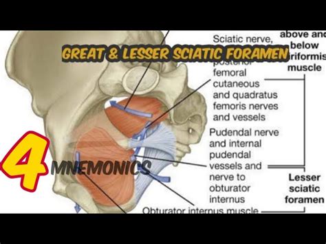 Greater Sciatic Foramen