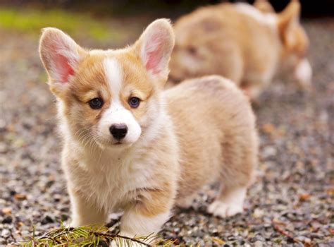 Chó Corgi - Đặc Điểm Tính Cách - 11 Bệnh Cần Lưu Ý - Thichthucung.com