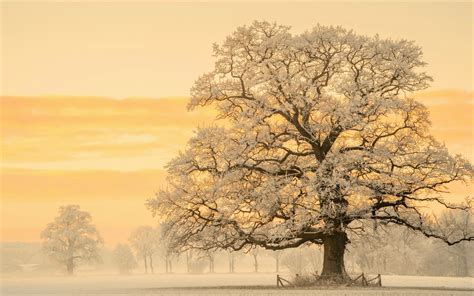 Tree In Snow Winter Sunset Wallpaper, HD Nature 4K Wallpapers, Images ...