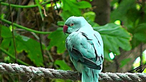 Parrots and Macaws at Dolphin Cove Jamaica - YouTube