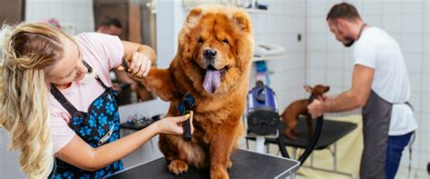 Pet Groomer