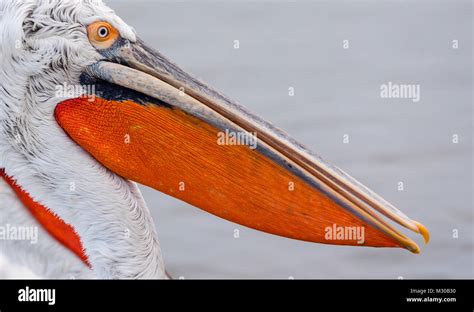 A Dalmatian pelican / close up / pouch Stock Photo - Alamy