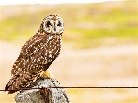 Top 7 native birds on the Big Island - Horizon Guest House