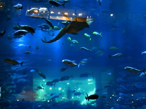 Dubai Aquarium and Underwater Zoo Overview