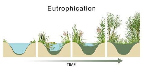 How Algal Blooms Affect The Environment | EcoMENA