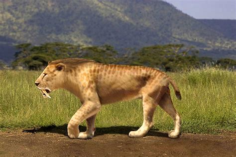 Ancient Mitochondrial DNA Sheds Light on Evolutionary History of Saber-Toothed Cats | Sci.News