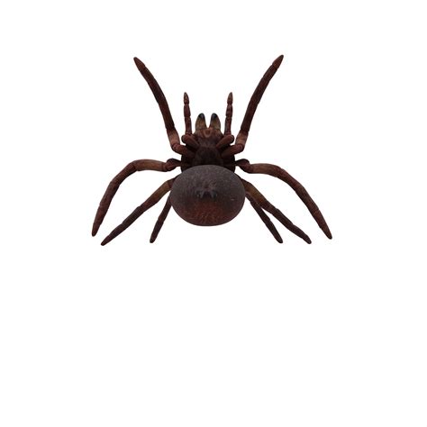 Goliath Birdeater Tarantula Theraphosa blondi 18875934 PNG