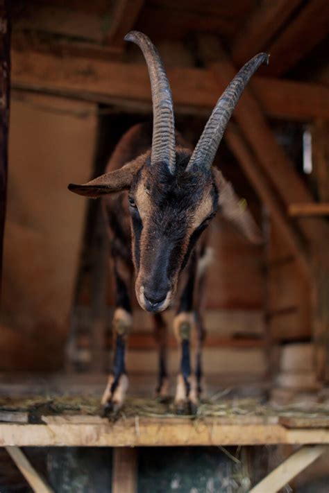 Magnificent brown goat in the stable with long horns - Photo #6367 ...