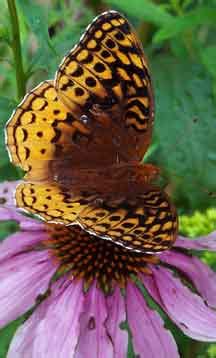 Great Spangled Fritillary - What's That Bug?