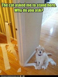 190 Dogs Behaving Badly ideas | funny animals, dogs, funny dogs