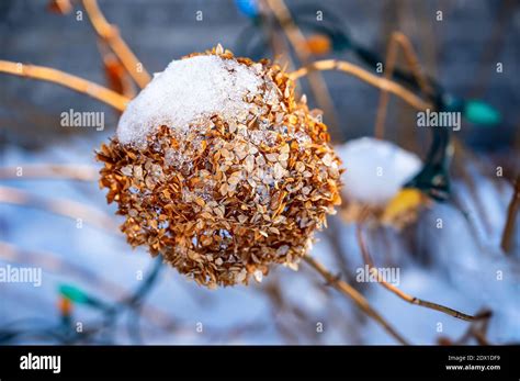 Annabelle Hydrangea plant in winter and snow covered Stock Photo - Alamy