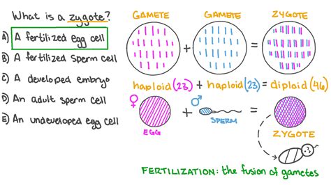 Question Video: A Brief Definition of the Zygote | Nagwa