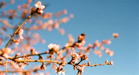 Almond Blossoms Wallpaper HD Download