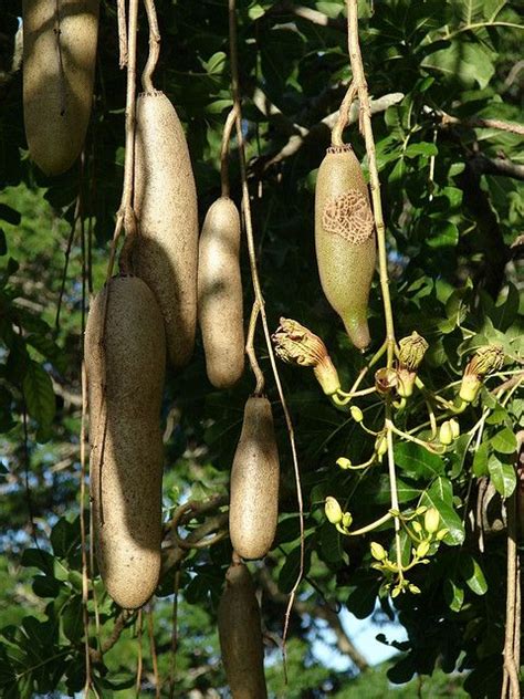 Sausage tree (flowers and fruits) | Fruit, Fruit world, Fruit garden