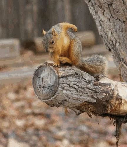 Squirrel GIF - Squirrel - Discover & Share GIFs