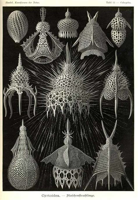 Radiolarians History: Diagram | Quizlet