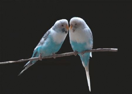 Love Birds Birds GIF - Love Birds Birds Kissing - Discover & Share GIFs