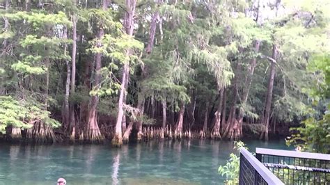 Manatee Springs State Park - YouTube