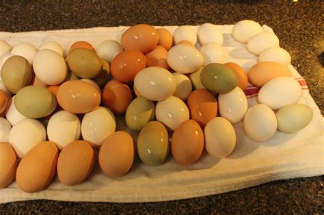 Egg Colors and Chicken Breeds - Simple Life in the Country