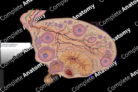 Cumulus Oophorus | Complete Anatomy