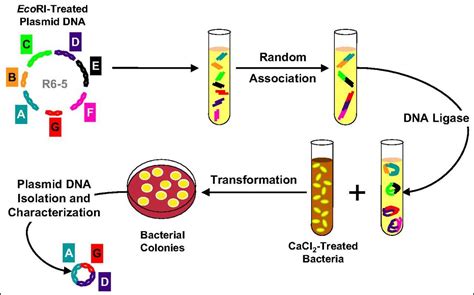 Recombinant Protein Expression Experiment at Doris White blog